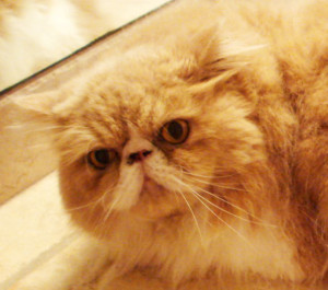Buddy, the Persian cat, with a messy face